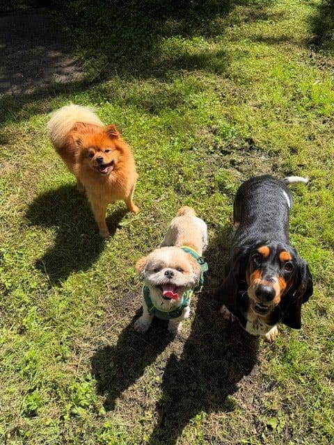 3 active dogs the explore their surroundings and enjoy a stimulating walk