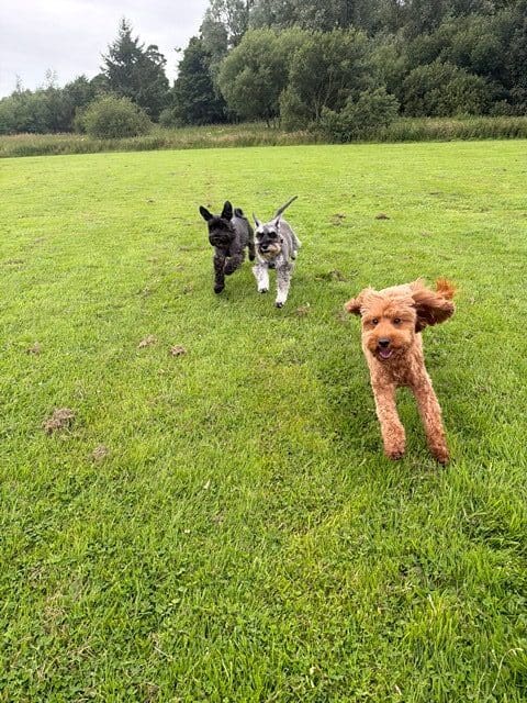 3 dogs working on skills such as loose-lead walking