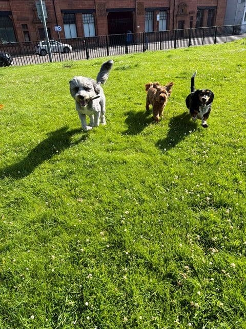 3 dogs on foot around Glasgow City Centre getting used to the sounds