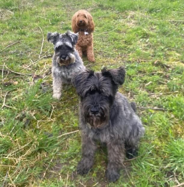 Three small dogs sitting one behind the other on grass