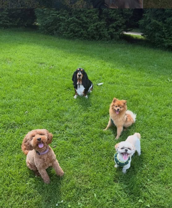 4 dogs sitting on the grass on a nice sunny day