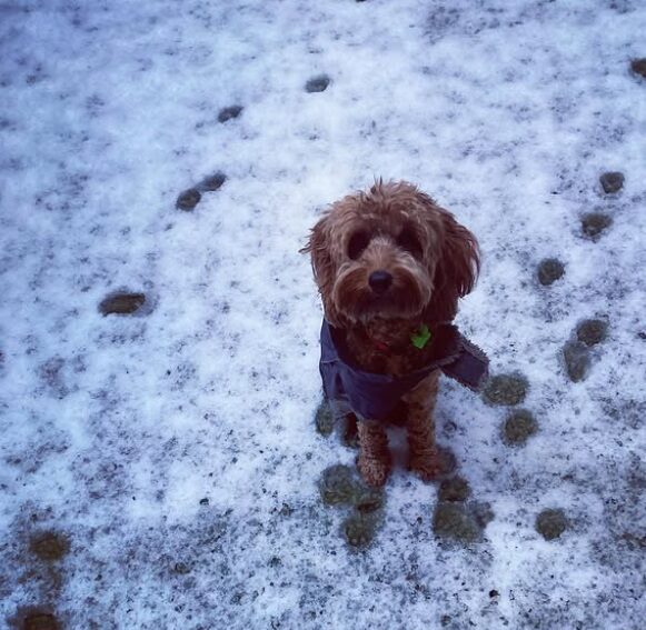 Dog in the snow with footprints