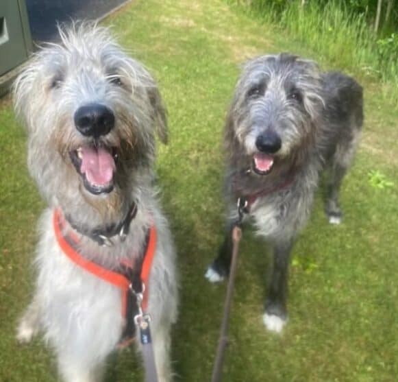 Two lovely dogs dark grey and light grey