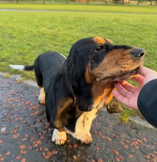 One long eared dog getting petted