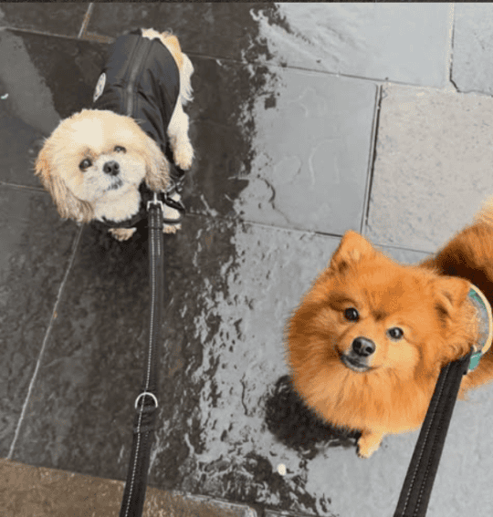 Two small dogs on the pavement with leads on