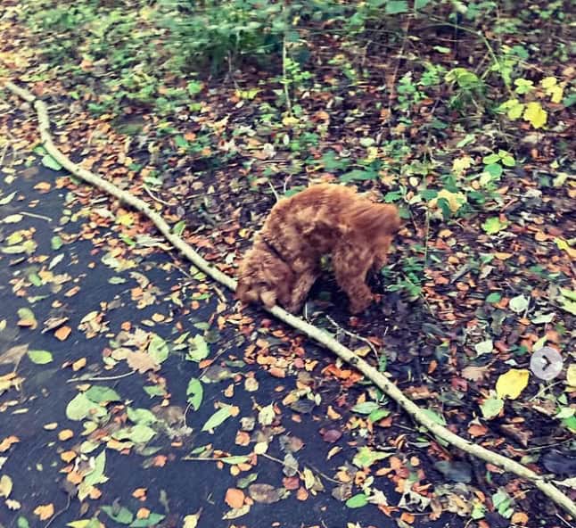 Dog playing with very large stick/tree branch