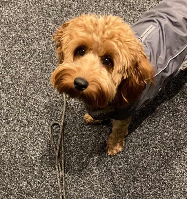 Dog waiting for a walk with the lead on